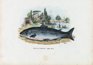 Truite brune, 1863-79
